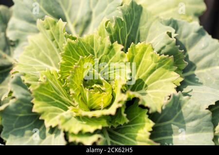 Ornamental blühender Grünkohl (Brassica oleracea) in der Sorte Pigeon Victoria Pink, wächst in einem Garten in Acton, Massachusetts. Stockfoto