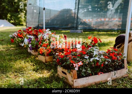Schöne Frühlingsblumen in Kisten auf dem Boden im Hof. Blumen im Garten Stockfoto