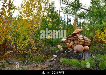 Ein Korb mit Pilzen und Beeren auf einem Stumpf im Herbstwald. Stockfoto