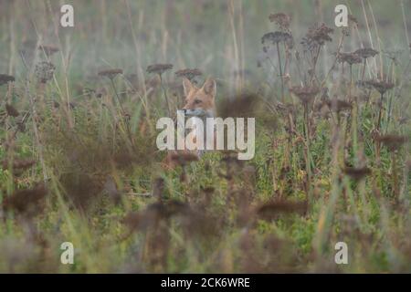 Red Fox in Alaska Stockfoto