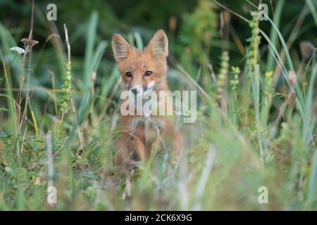 Red Fox in Alaska Stockfoto