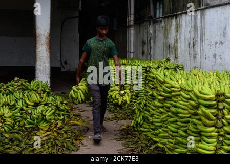 Dhaka, Bangladesch. September 2020. Ein Arbeiter sah, wie er in einem Bananengroßmarkt arbeitete. Kredit: SOPA Images Limited/Alamy Live Nachrichten Stockfoto