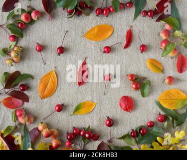 Herbsthintergrund von Beeren, kleinen wilden Äpfeln, Eicheln und Blättern auf Leinentextilien Hintergrund. Muster aus natürlichen Elementen Stockfoto