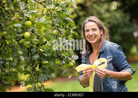 Achternmeer, Deutschland. September 2020. Simone Malz vom Bürgerverein Achternmeer-Harbern 1 steht mit dem 'gelben Band' auf einem Apfelbaum. Das Band auf dem Baum soll die Aufmerksamkeit auf die Tatsache lenken, dass die Frucht von jedem gepflückt und gegessen werden kann. Kredit: Mohssen Assanimoghaddam/dpa/Alamy Live Nachrichten Stockfoto