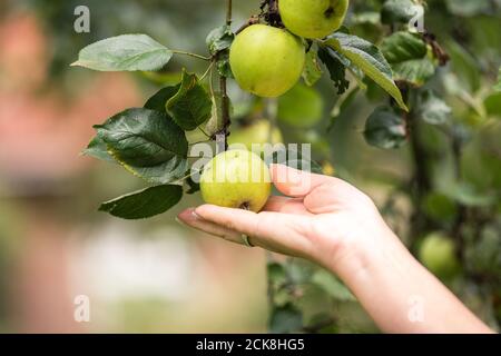 Achternmeer, Deutschland. September 2020. Eine Frau pflückt einen Apfel. Kredit: Mohssen Assanimoghaddam/dpa/Alamy Live Nachrichten Stockfoto