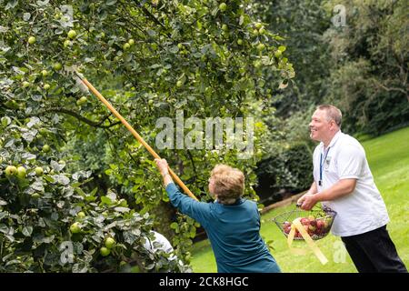 Achternmeer, Deutschland. September 2020. Uta Bümmerstede und Ronald Holtz, beide vom Bürgerverein Achternmeer-Harbern 1, pflücken Äpfel von einem Baum. Kredit: Mohssen Assanimoghaddam/dpa/Alamy Live Nachrichten Stockfoto