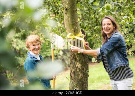 Achternmeer, Deutschland. September 2020. Simone Malz und Uta Bümmerstede, beide vom Bürgerverein Achternmeer-Harbern 1, stehen an einem Baum, an dem sie das gelbe Band befestigt haben. Das Band auf dem Baum soll die Aufmerksamkeit auf die Tatsache lenken, dass die Frucht von jedem gepflückt und gegessen werden kann. Kredit: Mohssen Assanimoghaddam/dpa/Alamy Live Nachrichten Stockfoto