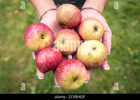 Achternmeer, Deutschland. September 2020. Eine Frau hält Äpfel in ihren Händen. Wenn im Spätsommer ein gelbes Fruchtband in Niedersachsen prangt, bedeutet das, dass jeder Äpfel, Birnen und andere Früchte pflücken kann. Kredit: Mohssen Assanimoghaddam/dpa/Alamy Live Nachrichten Stockfoto