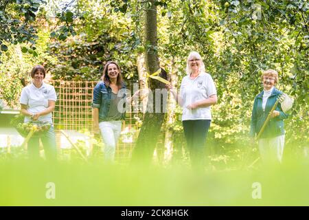 Achternmeer, Deutschland. September 2020. Tanja Holtz (l-r), Simone Malz, Vera Beenken und Uta Bümmerstede, alle vom Bürgerverein Achternmeer-Harbern 1, stehen auf einem Baum, an dem das gelbe Band befestigt ist. Das Band auf dem Baum soll die Aufmerksamkeit auf die Tatsache lenken, dass die Frucht von allen gepflückt und gegessen werden kann. Kredit: Mohssen Assanimoghaddam/dpa/Alamy Live Nachrichten Stockfoto