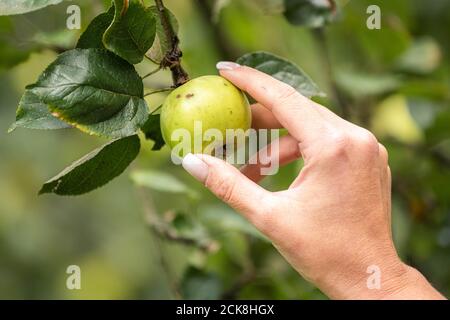 Achternmeer, Deutschland. September 2020. Eine Frau pflückt einen Apfel. Kredit: Mohssen Assanimoghaddam/dpa/Alamy Live Nachrichten Stockfoto