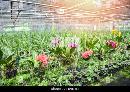 Orchideenfarm mit Orchideenblumentopf, der auf der Farm hängt Dach in der Gärtnerei Stockfoto