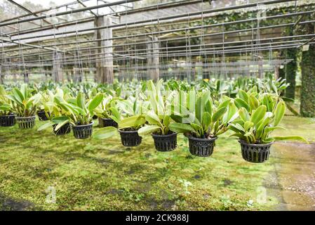 Orchideenfarm mit Orchideenblumentopf, der auf der Farm hängt Dach in der Gärtnerei Stockfoto