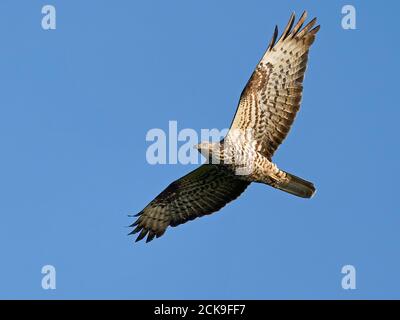 Europäische Wespenbussard im Flug mit blauen Himmel im Hintergrund Stockfoto