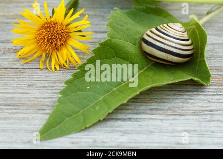 Nahaufnahme des grünen Blattes mit der gelben Blume und der Schnecke auf dem Holzbrett. Geringe Schärfentiefe. Konzentrieren Sie sich auf die Blume. Stockfoto