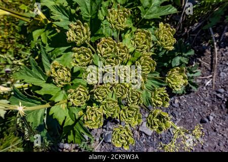 American Cow Parsnip, Heracleum Maximum, entlang des Kletterpfades, der in Richtung Heliotrope Ridge führt, an den Hängen des Mount Baker, Mount Baker-Snoqualmie Na Stockfoto