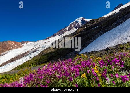 Alpine Fireweed, Chamaenerion latifolium, in alpinem Lebensraum mit Mount Baker in der Ferne, Mount Baker-Snoqualmie National Forest, Washington State Stockfoto