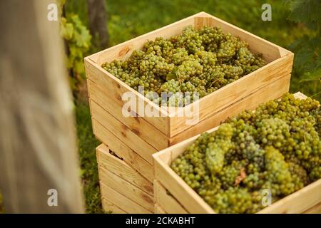 Holzkisten gefüllt mit frisch geernteten weißen Trauben Stockfoto