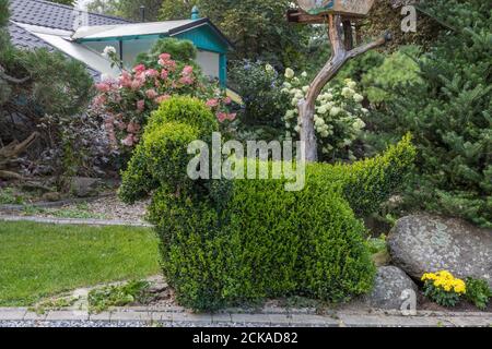 Topiary Garten Busch in eine Hundeform geschnitten, englisch Cocker Spaniel Stockfoto