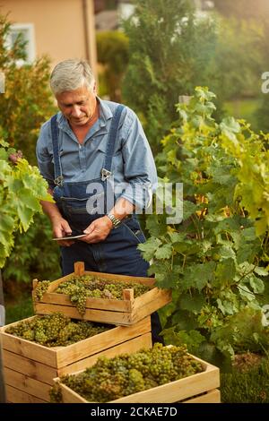 Konzentrierter älterer Mann mit Tablette in seinem Weinberg in der Nähe von Boxen Mit Trauben Stockfoto