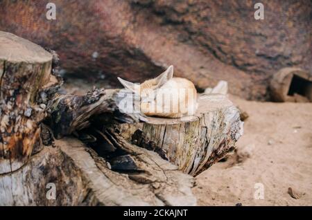 fennec Fuchs schläft auf einem Baumstumpf in einem Zoo In einem Ball zusammengerollt Stockfoto