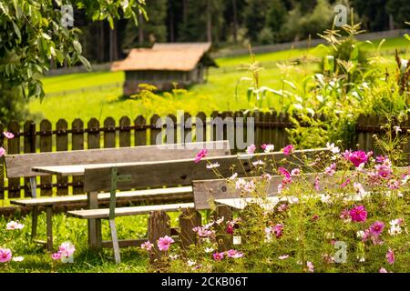 Park im Grünen bedeckt und Garten Cosmos Blumen umgeben von Bänke und Tische Stockfoto