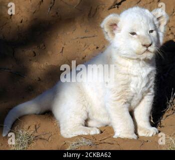 Einige Wochen alt White Lon (Panthera leo), Südafrika Stockfoto