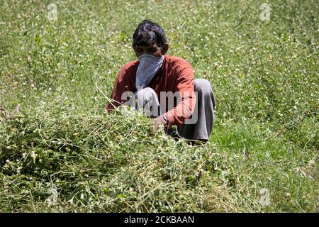 Dehradun, Uttarakhand/Indien - September 10 2020:EIN Mann, der in Reisfeldern arbeitet, die sein Gesicht bedecken. Stockfoto