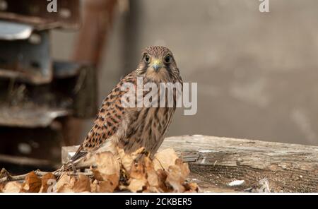 Kürzlich gefloggen Turmfalken (Falco tinnunculus) auf Farm 02 Stockfoto