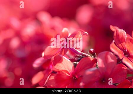 Blumenhintergrund. Pink Phlox Blütenstände Nahaufnahme im Garten an einem Sommertag. Botanische Makrofotografie zur Illustration von Phlox Stockfoto