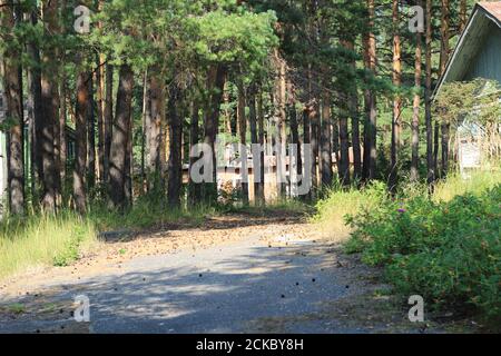 Verlassene Holzhaus im Wald. Stockfoto