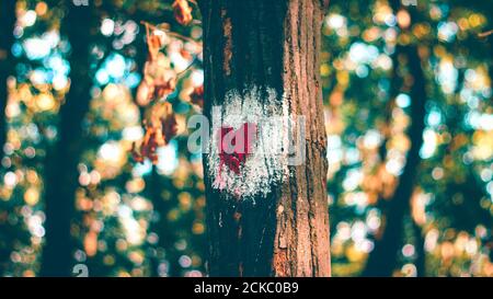 Bemaltes Herz auf dem Stamm eines Baumes Stockfoto