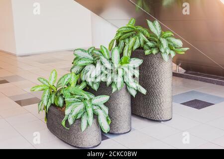 Aglaonema Pflanzen im Inneren eines öffentlichen Gebäudes, drei Töpfe in verschiedenen Höhen Stockfoto