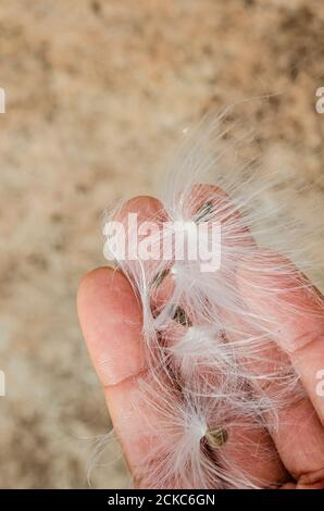 Samen Der Calopropis Procera (Sodom Apple, Dumb Cotton, French Cotton) Frucht Stockfoto