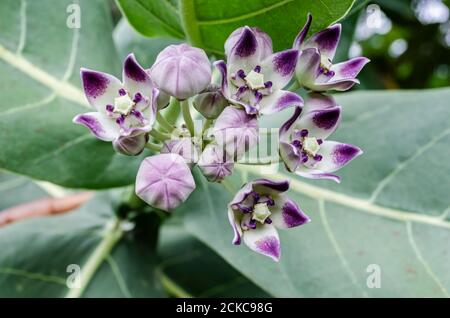 Calopropis Procera (Sodom Apfel, dumme Baumwolle, Königskrone) Blumen Stockfoto