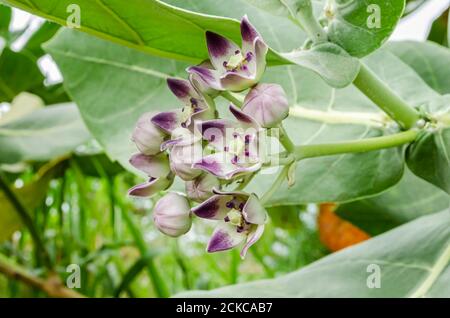 Seitenansicht der Calopropis Procera (Sodom Apfel, dumme Baumwolle, Königskrone) Blumen Stockfoto