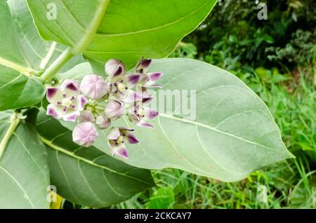 Calopropis Procera (Sodom Apfel, dumme Baumwolle, Königskrone) Blumen und Blatt Stockfoto