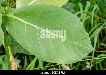 Calopropis Procera (Sodom Apple, Dumb Cotton, French Cotton) Blatt Stockfoto