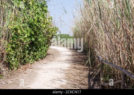 Naturlehrpfad im Naturschutzgebiet Vendicari - Südosten Siziliens, Italien Stockfoto