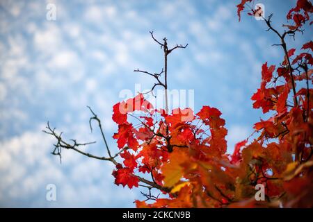 Baum mit orangefarbenen Blättern an seinen Ästen Stockfoto