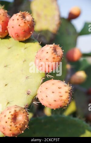 Wildwachsende sizilianische Kaktusbirnen (opuntia ficus indica) mit Früchten (Noto-Region, Sizilien, Italien) Stockfoto