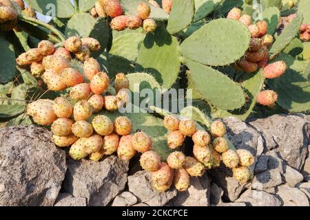 Wildwachsende sizilianische Kaktusbirnen (opuntia ficus indica) mit Früchten (Noto-Region, Sizilien, Italien) Stockfoto