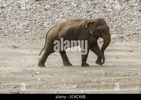 Erwachsene männliche tuskless asiatischen Elefanten lokal als Makhna zu Fuß auf dem trockenen Flussbett des Corbett National Park, Uttarakhand, Indien bekannt Stockfoto