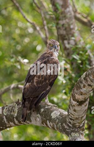 Wandelbarer Hawk Eagle Pale Morph auf einem Mangrovenbaum während eines Monsunnachmittages im Sundarban National Park, West Bengal, Indien Stockfoto