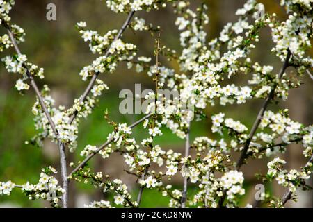 Kirschpflaumenzweige, die im Garten im Frühling blühen, Hintergrund, Hintergrund Stockfoto