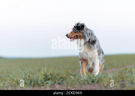 Hund australischen Schäferhund blau Merle vor weißen Hintergrund stehen Geringe Schärfentiefe nach links Stockfoto