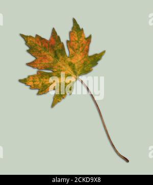 Ein Bild eines ausgeschnittenen Ahornblattes aus einem weißen Ahornbaum. Das Blatt ist mit orangen Flecken. Herbstblatt Stockfoto