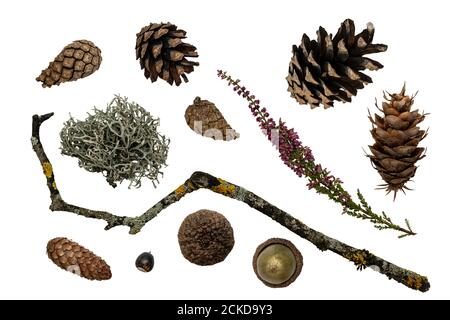 Set von Herbst Wald Natur Geschenke. Sammlung von Kiefer und Fichtenzapfen, Eichel, Flechten. Isoliert auf Weiß Stockfoto