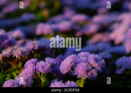 Lila Blumen in der Abendsonne Stockfoto