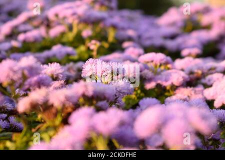 Lila Blumen in der Abendsonne Stockfoto