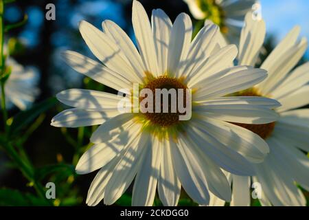 Weiße und gelbe Blumen ähneln Gänseblümchen, die in Sibirien wachsen Stockfoto